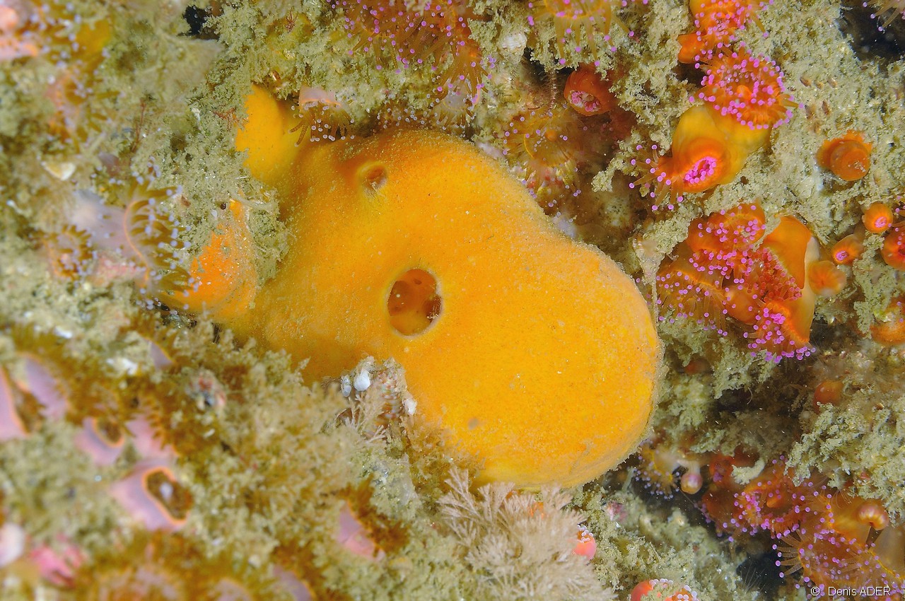 Suberites ficus-Belle ile Basse Badec-7m-20160702-Denis-ADER-DSC_8566_tn.jpg